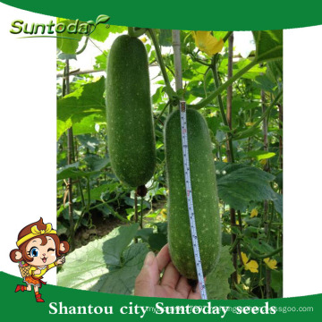 Suntoday посадить семена изображения овощного хозяйства heriloom компании органический воск тыква Цзе-кВА семена(22001)